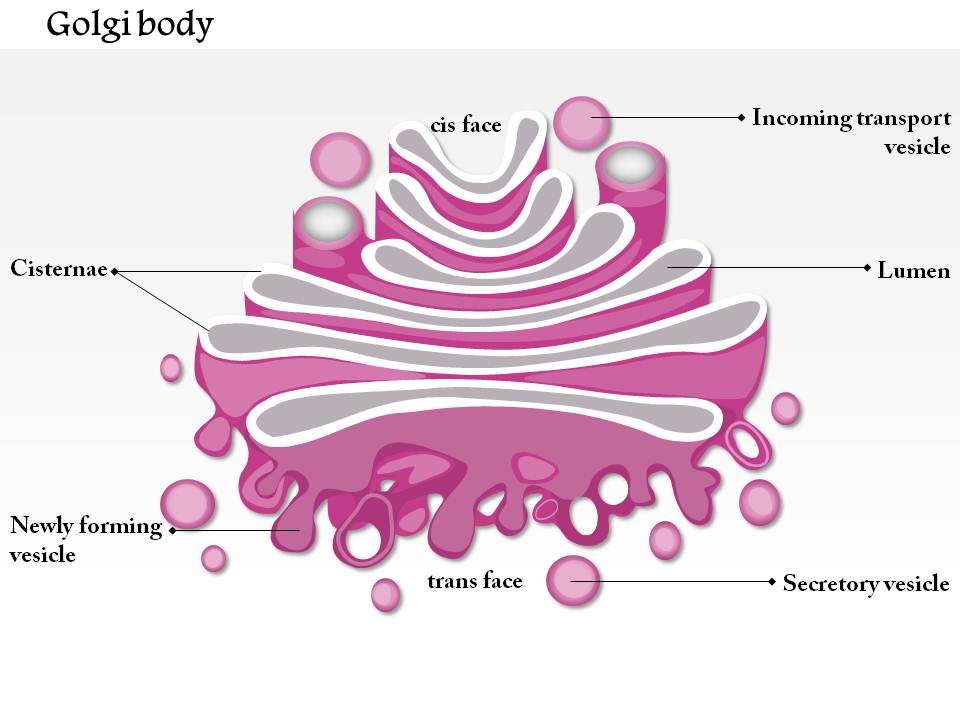 0714_golgi_body_medical_images_for_powerpoint_Slide01 ... golgi body diagram labeled 