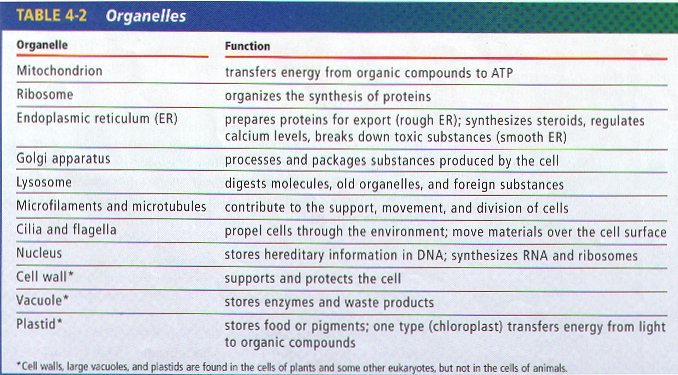 2.1 Cell Structure & Function  Wicked Biology